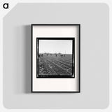 Untitled photo, possibly related to: Gang of Filipino boys thinning lettuce. Salinas Valley, California - ドロテア ラング Poster.