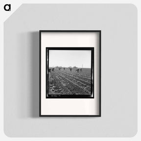 アートポスター-Untitled photo, possibly related to: Gang of Filipino boys thinning lettuce. Salinas Valley, California - ドロテア ラング Poster.
