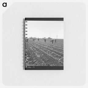 アートメモ帳-Untitled photo, possibly related to: Gang of Filipino boys thinning lettuce. Salinas Valley, California - ドロテア ラング Memo.