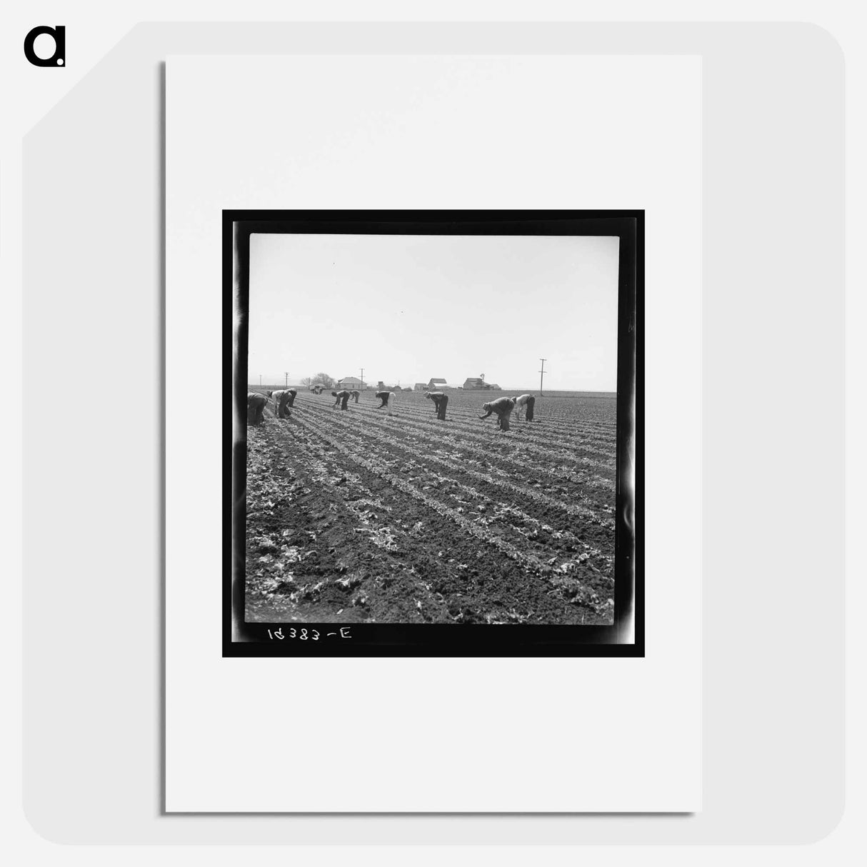 Untitled photo, possibly related to: Gang of Filipino boys thinning lettuce. Salinas Valley, California - Dorothea Lange Poster.