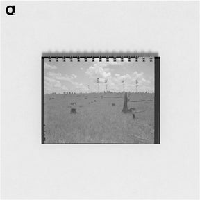 アートメモ帳-Land cut over by lumber company and not replanted - ドロテア ラング Memo.