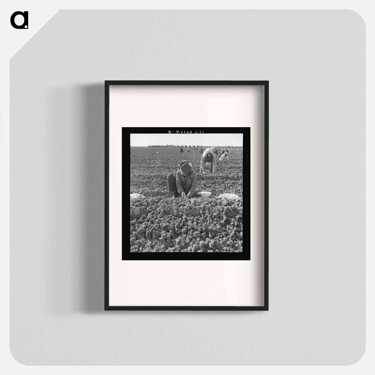 The kind of work drought refugees and Mexicans do in the Imperial Valley, California. Planting cantaloupe. - Dorothea Lange Poster.