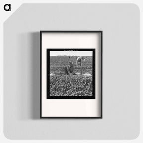 アートポスター-The kind of work drought refugees and Mexicans do in the Imperial Valley, California. Planting cantaloupe. - ドロテア ラング Poster.