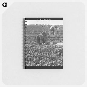 アートメモ帳-The kind of work drought refugees and Mexicans do in the Imperial Valley, California. Planting cantaloupe. - ドロテア ラング Memo.