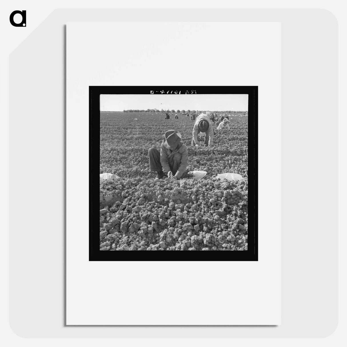 The kind of work drought refugees and Mexicans do in the Imperial Valley, California. Planting cantaloupe. - Dorothea Lange Poster.