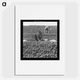 The kind of work drought refugees and Mexicans do in the Imperial Valley, California. Planting cantaloupe. - Dorothea Lange Poster.