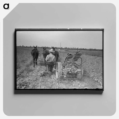 アートパネル-Raking Soybean Hay, Lake Dick Project, Arkansas
 - ラッセル リー Canvas.