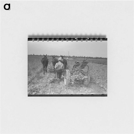 アートメモ帳-Raking Soybean Hay, Lake Dick Project, Arkansas
 - ラッセル リー Memo.