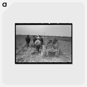アートポストカード-Raking Soybean Hay, Lake Dick Project, Arkansas
 - ラッセル リー Postcard.
