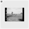 アートポストカード-Planting Trees, Allegan Project
 - ラッセル リー Postcard.