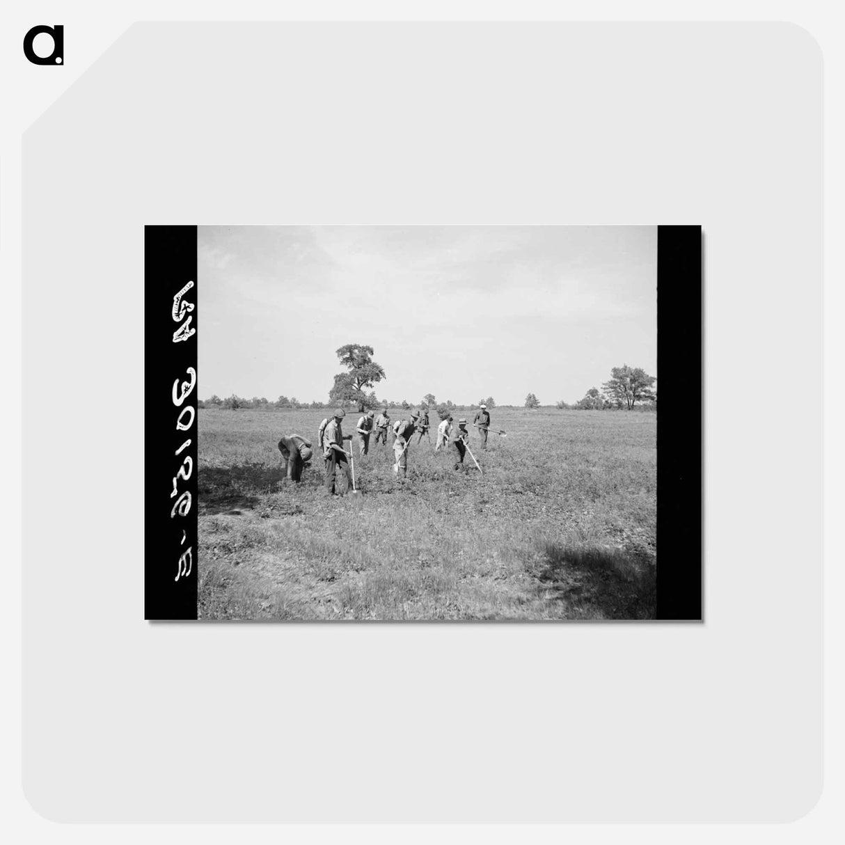 アートポストカード-Planting Trees, Allegan Project
 - ラッセル リー Postcard.