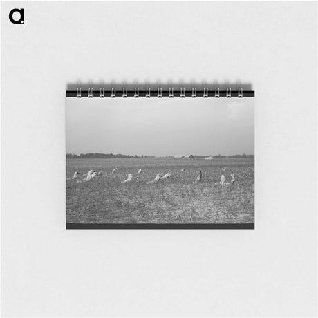 アートメモ帳-Picking Cotton
 - ラッセル リー Memo.