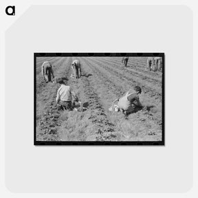 アートポストカード-Strawberry Pickers
 - ラッセル リー Postcard.