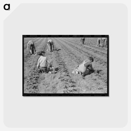 アートポストカード-Strawberry Pickers
 - ラッセル リー Postcard.