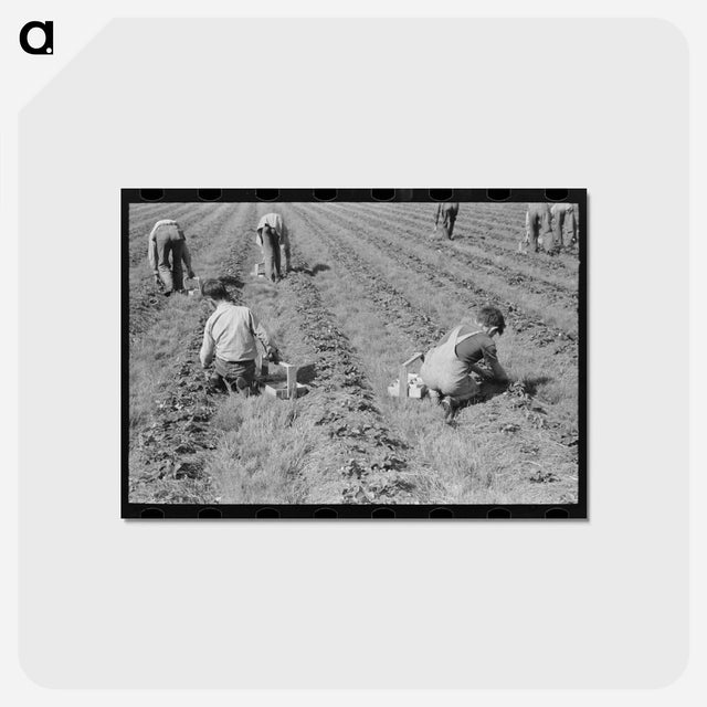 アートポストカード-Strawberry Pickers
 - ラッセル リー Postcard.