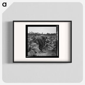 アートポスター-Untitled photo, possibly related to: tenants topping and suckering tobacco plants. Granville County, North Carolina - ドロテア ラング Poster.