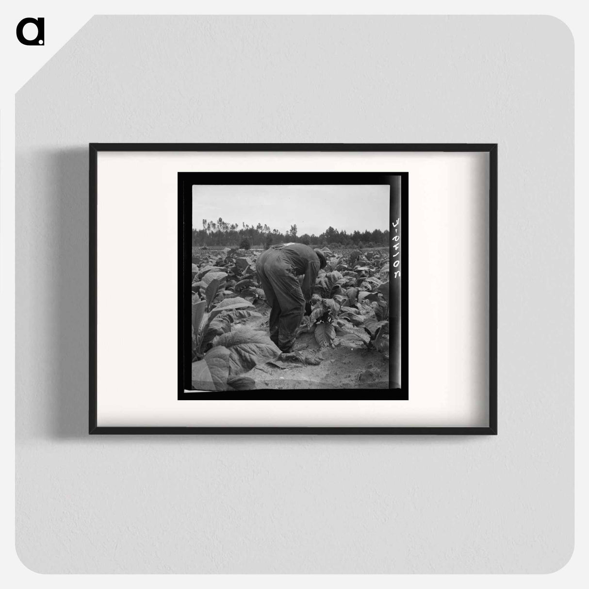 Untitled photo, possibly related to: tenants topping and suckering tobacco plants. Granville County, North Carolina - Dorothea Lange Poster.