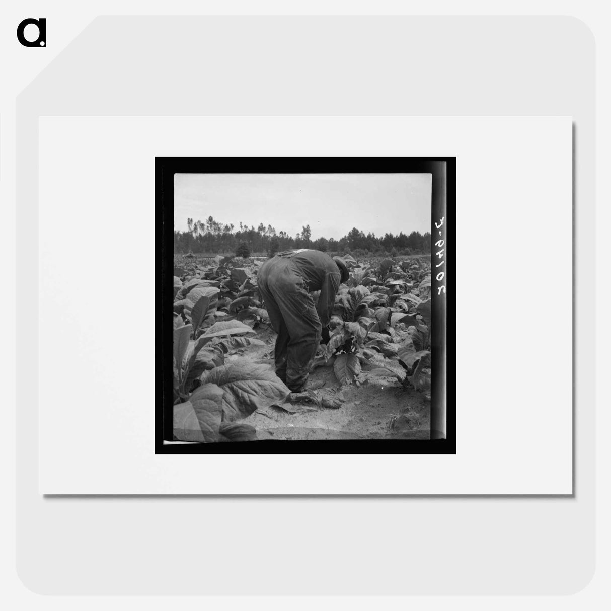 Untitled photo, possibly related to: tenants topping and suckering tobacco plants. Granville County, North Carolina - Dorothea Lange Poster.