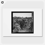 Untitled photo, possibly related to: tenants topping and suckering tobacco plants. Granville County, North Carolina - Dorothea Lange Poster.