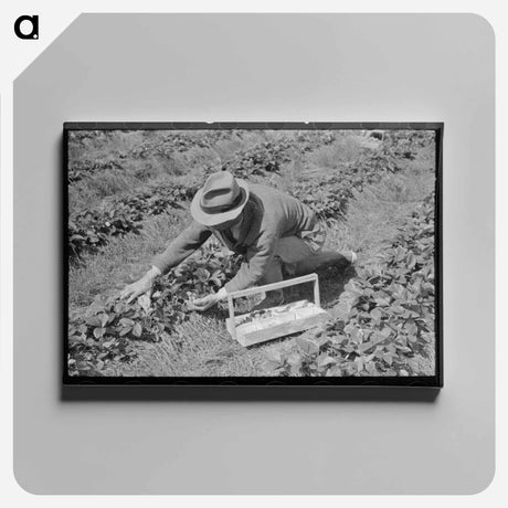 アートパネル-Strawberry Harvest in Louisiana
 - ラッセル リー Canvas.