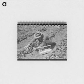 アートメモ帳-Strawberry Harvest in Louisiana
 - ラッセル リー Memo.