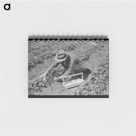 アートメモ帳-Strawberry Harvest in Louisiana
 - ラッセル リー Memo.