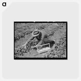 アートポストカード-Strawberry Harvest in Louisiana
 - ラッセル リー Postcard.