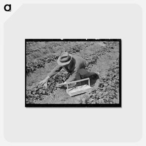 アートポストカード-Strawberry Harvest in Louisiana
 - ラッセル リー Postcard.