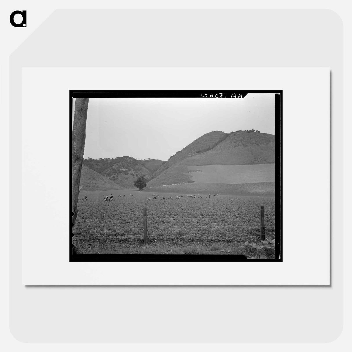 Filipino gang labor in pea fields near Pismo Beach, Nipomo, California - ドロテア ラング Poster.