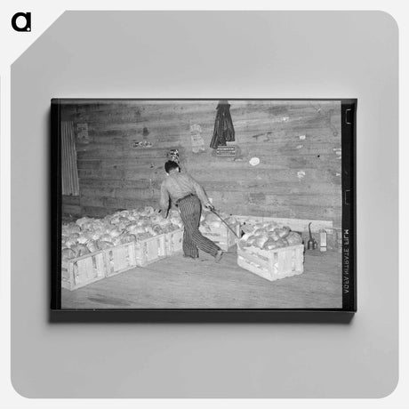 アートパネル-Cabbage Crate
 - ラッセル リー Canvas.