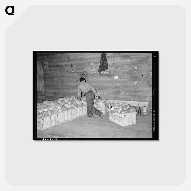 アートポストカード-Cabbage Crate
 - ラッセル リー Postcard.