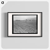 Spreckels sugar factory and sugar beet field with Mexican and Filipino workers thinning sugar beets - Dorothea Lange Poster.