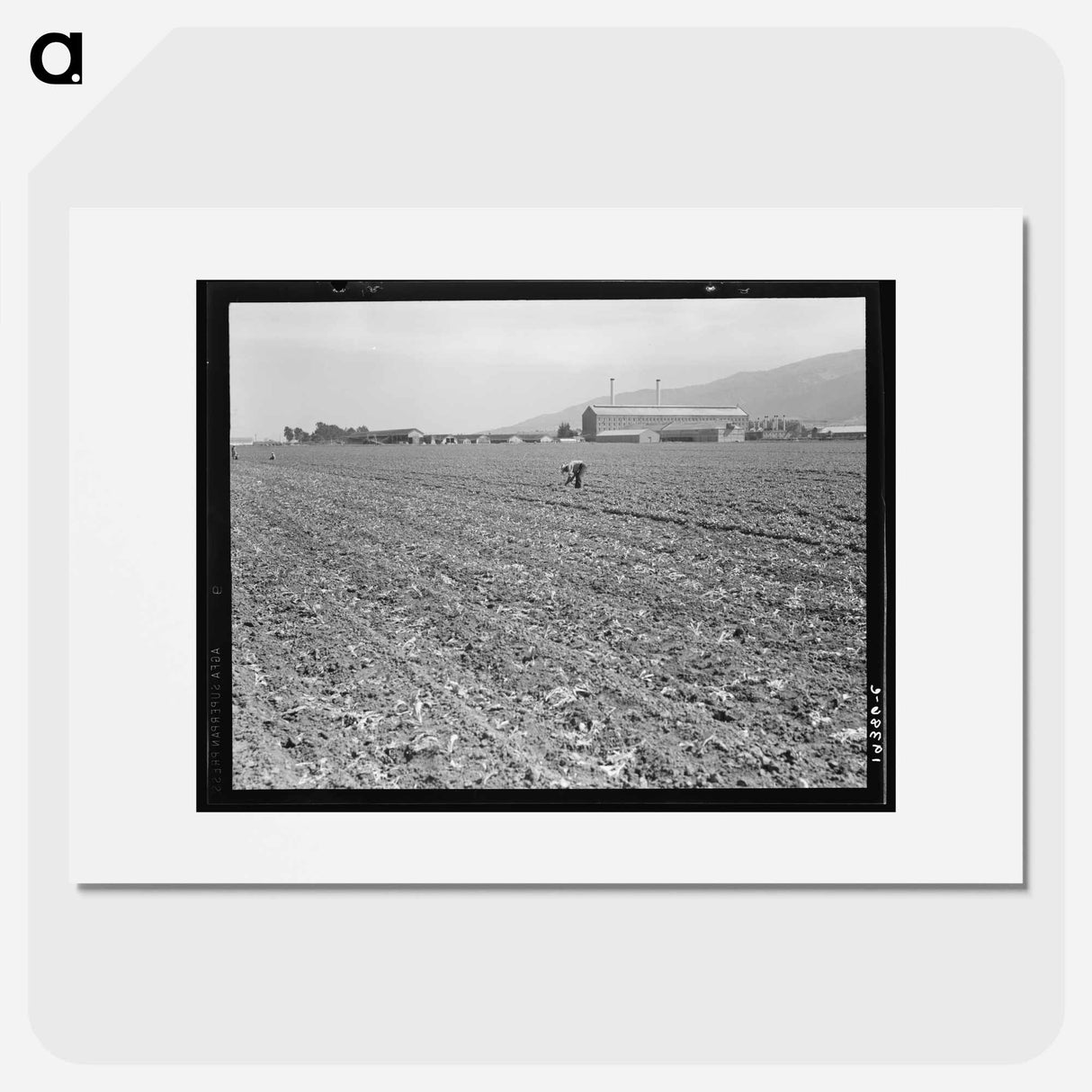 Spreckels sugar factory and sugar beet field with Mexican and Filipino workers thinning sugar beets - Dorothea Lange Poster.