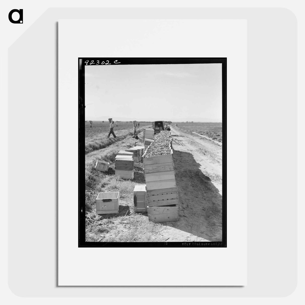 Untitled photo, possibly related to: Pea harvest - Dorothea Lange Poster.