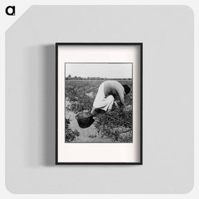 アートポスター-Mexican grandmother of migrant family picking tomatoes in commercial field - ドロテア ラング Poster.