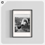 Mexican grandmother of migrant family picking tomatoes in commercial field - Dorothea Lange Poster.