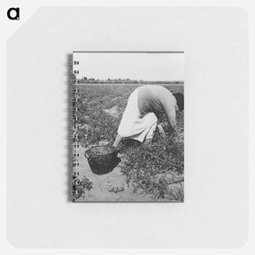 アートメモ帳-Mexican grandmother of migrant family picking tomatoes in commercial field - ドロテア ラング Memo.