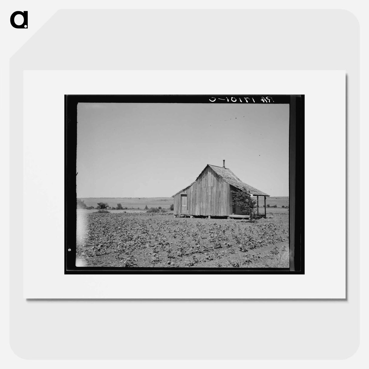 The cotton lands of Ellis County, Texas - Dorothea Lange Poster.