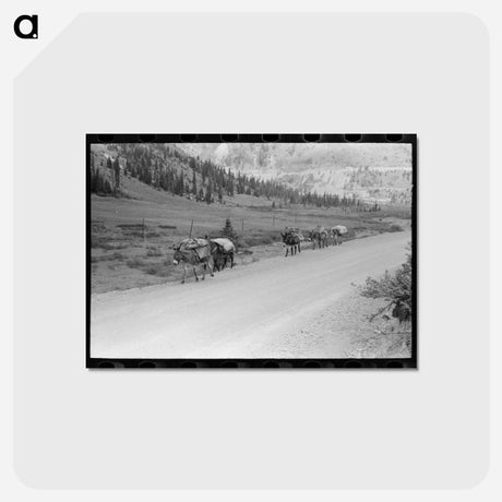 アートポストカード-Pack Train of Sheepherder, Durango
 - ラッセル リー Postcard.