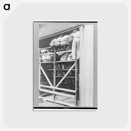 アートポストカード-Cattle Auction Spectators
 - ラッセル リー Postcard.