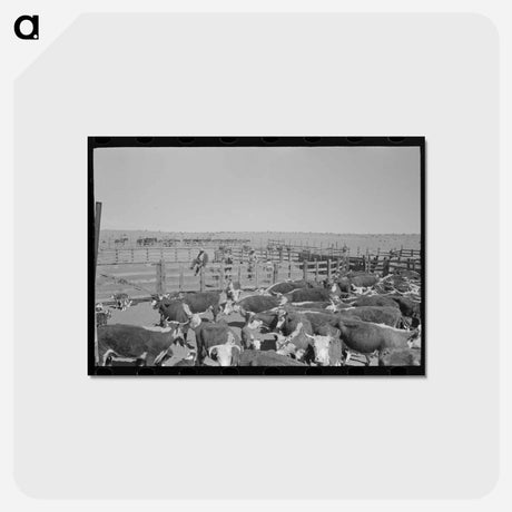 アートポストカード-Cattle Roundup near Marfa
 - ラッセル リー Postcard.