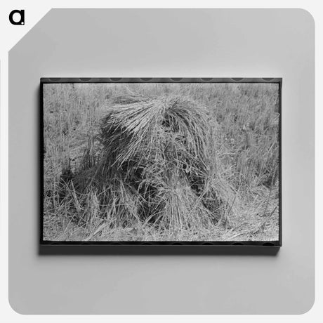 アートパネル-Shocks of Rice in Field
 - ラッセル リー Canvas.