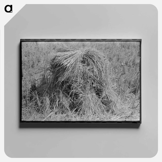 アートパネル-Shocks of Rice in Field
 - ラッセル リー Canvas.