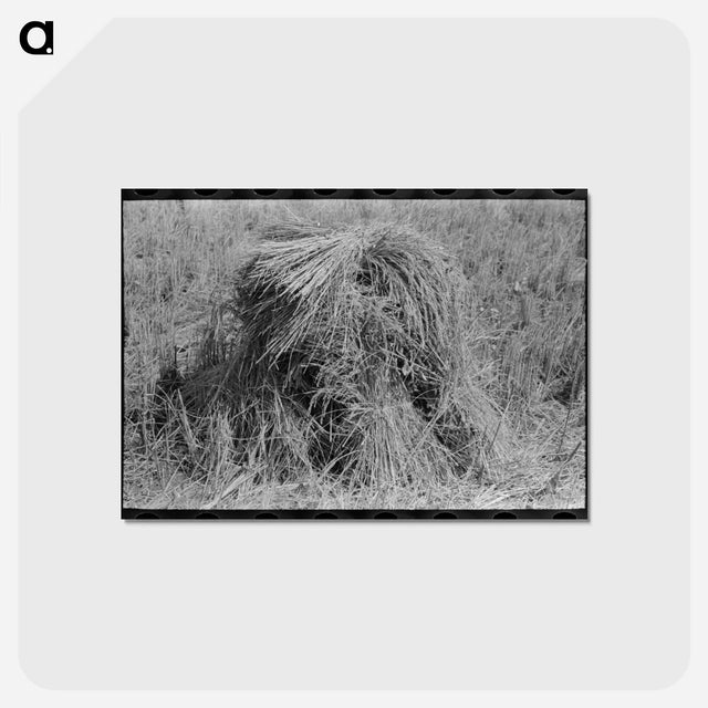 アートポストカード-Shocks of Rice in Field
 - ラッセル リー Postcard.
