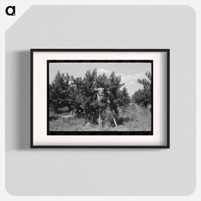 アートポスター-Picking Peaches, Delta County
 - ラッセル リー Poster.