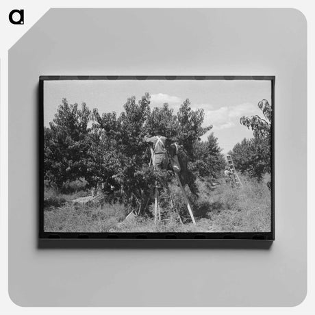 アートパネル-Picking Peaches, Delta County
 - ラッセル リー Canvas.