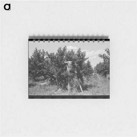 アートメモ帳-Picking Peaches, Delta County
 - ラッセル リー Memo.