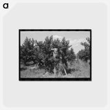 アートポストカード-Picking Peaches, Delta County
 - ラッセル リー Postcard.