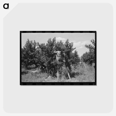 アートポストカード-Picking Peaches, Delta County
 - ラッセル リー Postcard.