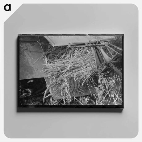 アートパネル-Rice Harvest, Louisiana
 - ラッセル リー Canvas.